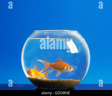 Goldfish, carassius auratus, Adults in Fish Tank Stock Photo