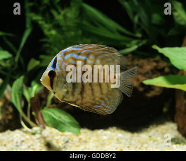 Discus Fish, symphysodon aequifasciatus Stock Photo