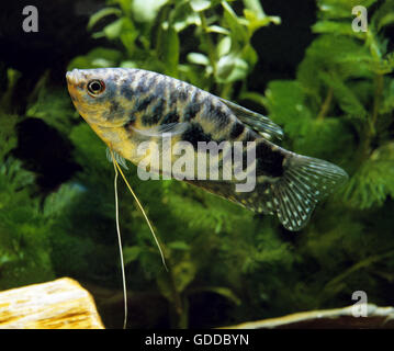 Blue Cosby Gourami, trichogaster trichopterus Stock Photo