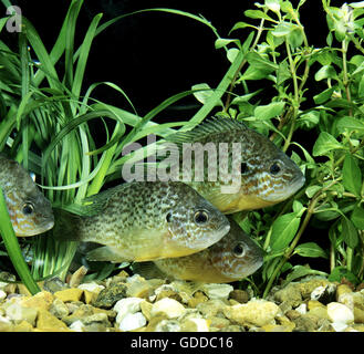 Pumpkinseed Sunfish, lepomis gibbosus Stock Photo