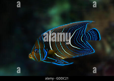 EMPEROR ANGELFISH pomacanthus imperator, JUVENILE Stock Photo