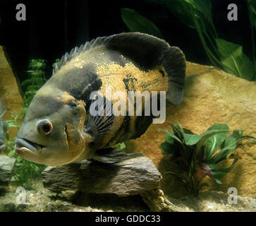 Tiger Oscar Fish, astronotus ocellatus Stock Photo