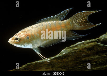 PARADISE FISH macropodus opercularis Stock Photo