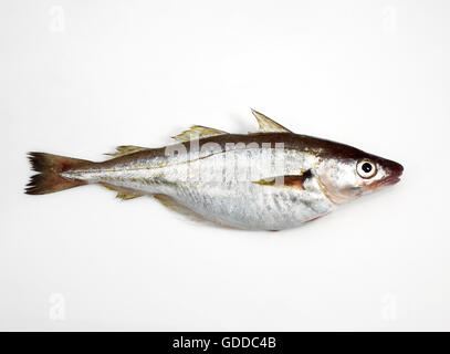 Fresh Whiting, merlangius merlangus, Fish against White Background Stock Photo