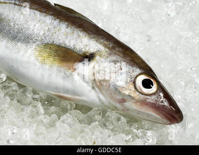 Whiting, merlangius merlangus, Fresh Fish on Ice Stock Photo