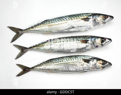 Mackerel, scomber scombrus, Fresh Fishes against White Background Stock Photo
