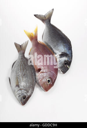 Fresh Fishes, Red Sea Bream, pagellus bogaraveo and Grey Sea Bream, pondyliosoma cantharus, and Gilthed Bream,  sparus auratus Stock Photo