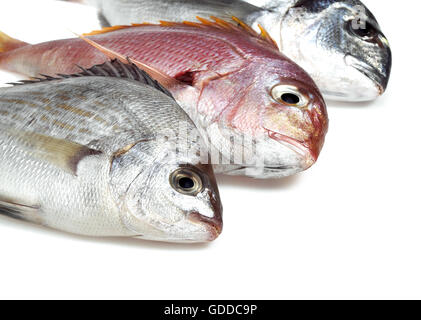 Fresh Fishes, Red Sea Bream, pagellus bogaraveo and Grey Sea Bream, pondyliosoma cantharus, and Gilthed Bream,  sparus auratus Stock Photo