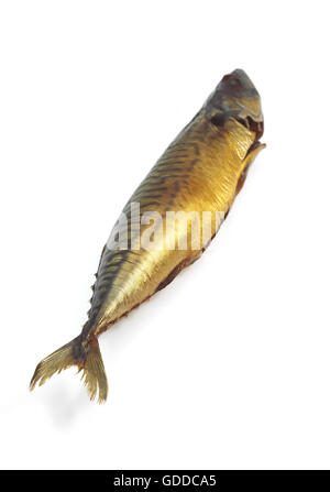 Smoked Mackerel, scomber scombrus, Fish against White background Stock Photo