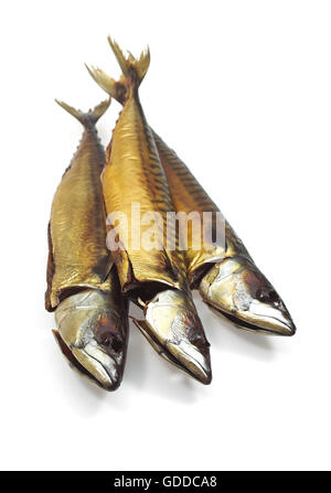 SMOKED MACKERL scomber scombrus AGAINST WHITE BACKGROUND Stock Photo