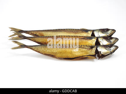 Smoked Mackerel, scomber scombrus, Fishes against White background Stock Photo
