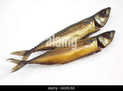 Smoked Mackerel, scomber scombrus, Fishes against White background Stock Photo