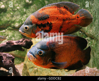 TIGER OSCAR FISH astronotus ocellatus, CICHLID OF SOUTH AMERICA Stock Photo