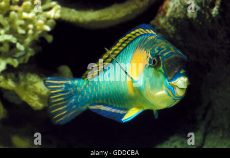 PARROT FISH scarus sordidus Stock Photo