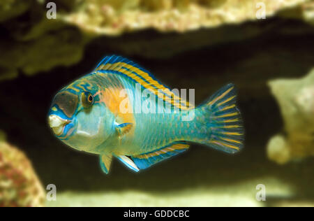 Parrot Fish, scarus sordidus, Adult Stock Photo