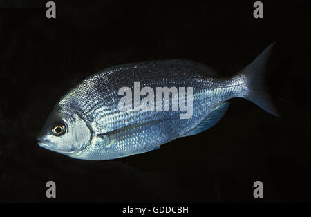 European Sea Bream, pagellus centrodontus, Adult Stock Photo