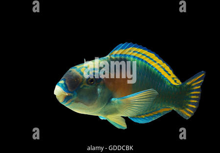 PARROT FISH scarus sordidus Stock Photo