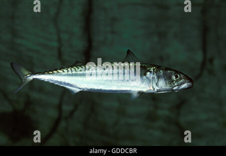 Atlantic Mackerel, scomber scombrus Stock Photo