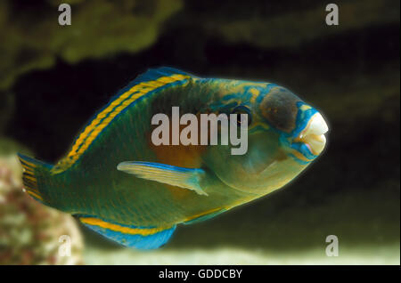 PARROT FISH scarus sordidus Stock Photo