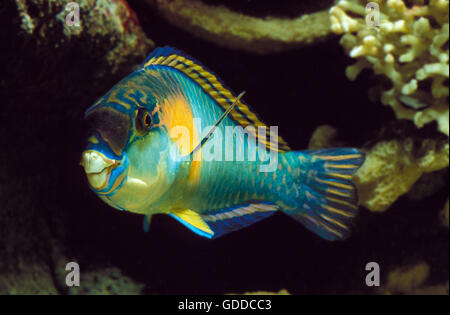 PARROT FISH scarus sordidus Stock Photo