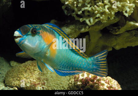 PARROT FISH scarus sordidus Stock Photo