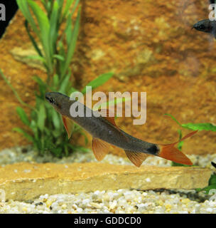 Bicolor Labeo, epalzeorhynchos erythrurus, Young Fish Stock Photo