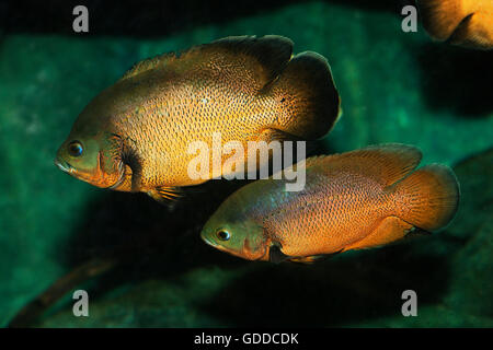 TIGER OSCAR FISH astronotus ocellatus Stock Photo