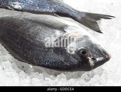 Gilthead Bream, sparus auratus, Fresh Fish on Ice Stock Photo