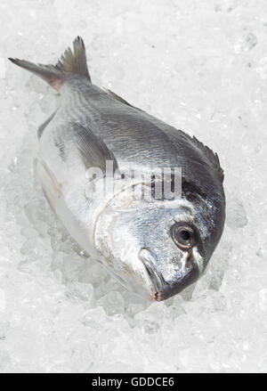 Gilthead Bream, sparus auratus, Fresh Fish on Ice Stock Photo