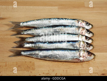 Sardine, sardina pilchardus, Fresh Fishes Stock Photo