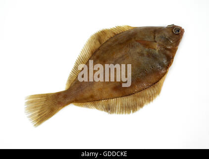 FRESH BRILL AGAINST WHITE BACKGROUND Stock Photo