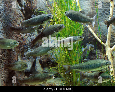 Rainbow Trout, salmo gairdneri, Shoal of Fishes Stock Photo