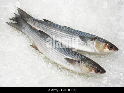 MULLET chelon labrosus ON ICE Stock Photo