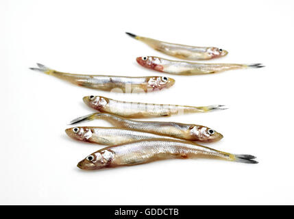 FRESH SMELTS osmerus eperlanus AGAINST WHITE BACKGROUND Stock Photo