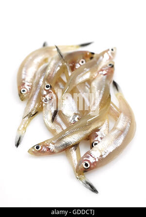 FRESH SMELTS osmerus eperlanus AGAINST WHITE BACKGROUND Stock Photo