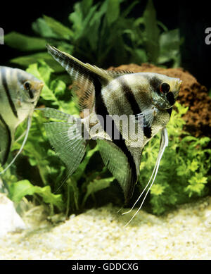 Freshwater Angelfish (Pterophyllum scalare). Two adults in an aquarium ...