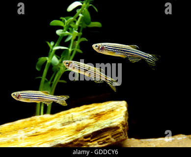 Zebra Fish, brachydanio rerio Stock Photo