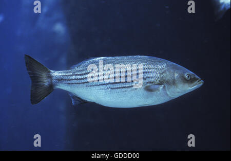 Striped Bass, morone saxatilis Stock Photo