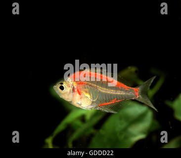 Glassfish, chanda ranga color, Adult Stock Photo