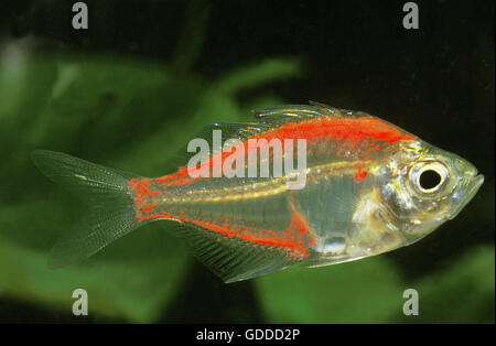 Glassfish, chanda ranga color, Adult Stock Photo