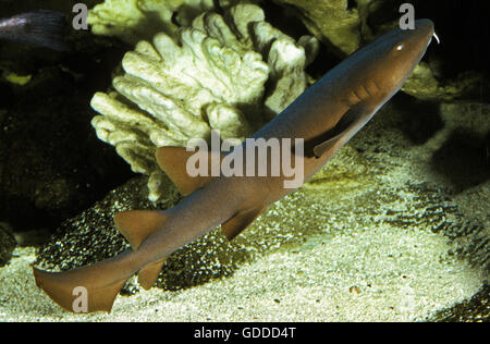 Nurse Shark, ginglymostoma cirratum, Adult Stock Photo