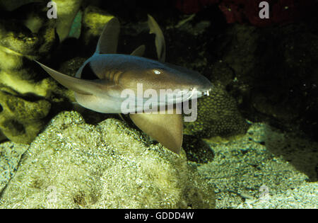 Nurse Shark, ginglymostoma cirratum, Adult Stock Photo