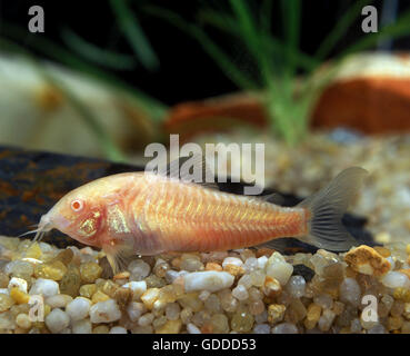 Peppered Cory, corydoras paleatus, Albino Fish Stock Photo