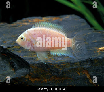 Convict Cichlid, cryptoheros nigrofasciatus, Albino Fish Stock Photo