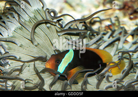 RED AND BLACK ANEMONEFISH amphiprion melanopus, ADULT A SEA ANEMONE Stock Photo