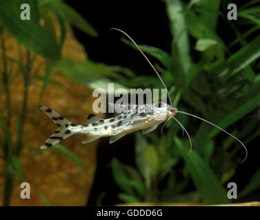 Spotted Pimelodus or Pictus Catfish, pimelodus pictus, Aquarium Fish Stock Photo