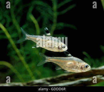 Pristella Tetra or X-Ray Tetra, pristella maxillaris, Aquarium Fishes Stock Photo
