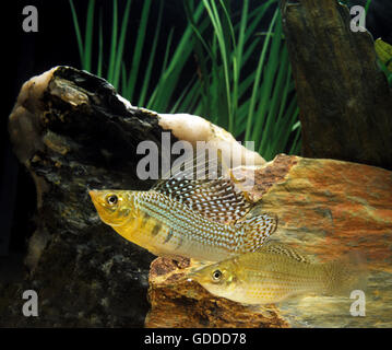 Sailfin Molly, poecilia velifera, Aquarium Fishes Stock Photo