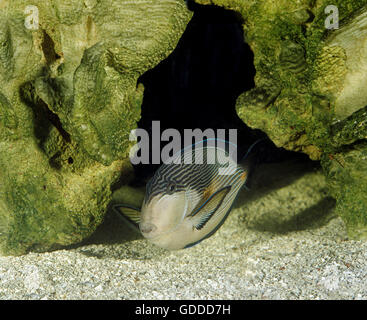 Sohal Tang or Sohal Surgeonfish, acanthurus sohal, Adult Stock Photo