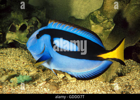 Blue Tang or Regal Tang or Palette Surgeonfish, paracanthurus hepatus Stock Photo